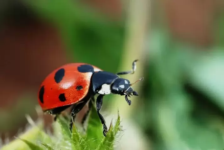 ամուլետ բախտի համար-ladybug